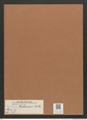 Navicula brebissonii Kuetz. (de-Toni-Nr.: Genus 1, Species 48) Zeichnungen Sammlung Grunow Mappe 00040 (Herbarium_W_Grunow_drawings_Folder_00040)